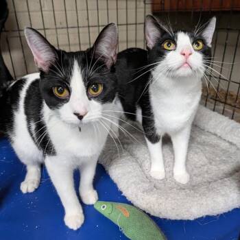 Smidge - Bonded Pair -  Tuxedo Cat for Adoption in Wilmington, Ohio - Smidge - Bonded Pair | PetCurious