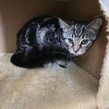 Pinto Bean -  Domestic Short Hair Cat for Adoption in Janesville, Wisconsin - Pinto Bean | PetCurious
