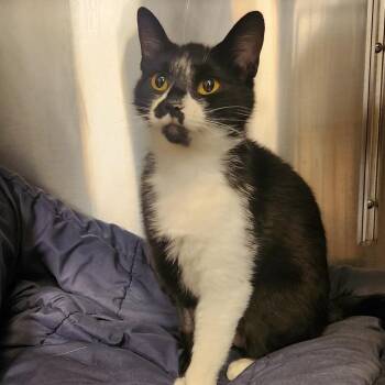 Domestic Short Hair Cats Available for Adoption in Medina, Ohio - Eggo | PetCurious