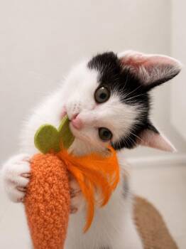Domestic Short Hair Cats Available for Adoption in Trenton, New Jersey - Digger | PetCurious