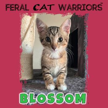 Blossom -  Domestic Short Hair Cat for Adoption in Kingman, Arizona - Blossom | PetCurious