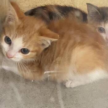 Tiny Bear -  Domestic Short Hair Cat for Adoption in Philadelphia, Pennsylvania - Tiny Bear | PetCurious