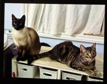 Sisters - Foster to adopt -  Domestic Short Hair Cat for Adoption in Everett, Washington - Sisters - Foster To Adopt | PetCurious