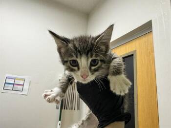 Domestic Short Hair Cats Available for Adoption in Pueblo, Colorado - HONEY HONEY | PetCurious