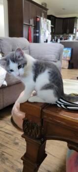 Pom-Pom -  Domestic Medium Hair Cat for Adoption in Arthur, Ontario - Pom-Pom | PetCurious