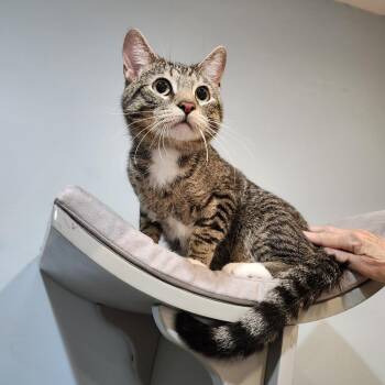 Domestic Short Hair Cats Available for Adoption in Saint Charles, Missouri - Mitsuri | PetCurious