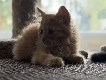 Kix -  Domestic Long Hair Cat for Adoption in Hershey, Pennsylvania - Kix | PetCurious