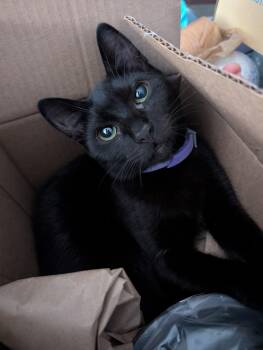 Rescue Domestic Short Hair Cats for Adoption in San Jose, California - Pepsi | PetCurious