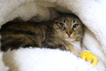 Meeko -  Torbie Cat for Adoption in New Milford, Connecticut - Meeko | PetCurious
