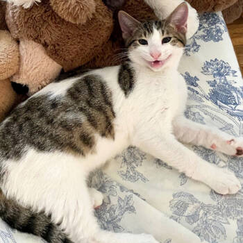 Rescue Domestic Short Hair Cats for Adoption in Des Moines, Iowa - Martin -- Bonded Buddy With Merida | PetCurious