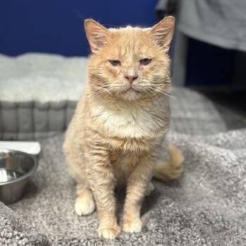 Rescue Domestic Short Hair Cats for Adoption in Philadelphia, Pennsylvania - Dennis | PetCurious