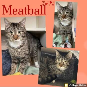 Meatball -  Domestic Short Hair Cat for Adoption in Clearfield, Pennsylvania - Meatball | PetCurious