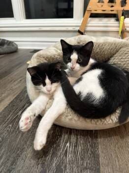 Rescue Domestic Short Hair Cats for Adoption in Virginia Beach, Virginia - Yonder | PetCurious