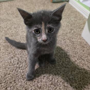 Rescue Dilute Tortoiseshell and Tortoiseshell Cats for Adoption in Mastic, New York - Azure | PetCurious