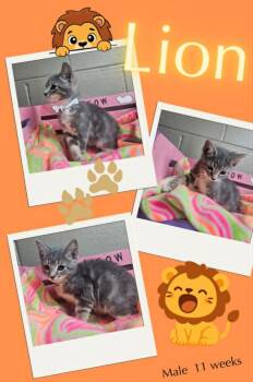 Lion -  Domestic Short Hair Cat for Adoption in Blountville, Tennessee - Lion | PetCurious