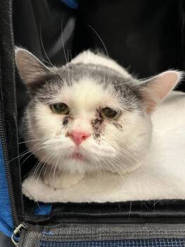 Domestic Short Hair Cats Available for Adoption in Long Beach, California - MONCHITO | PetCurious