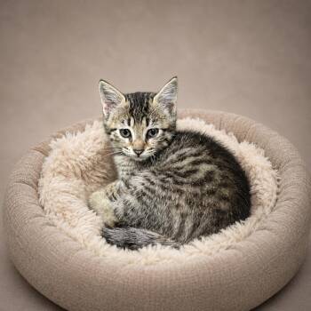 Dash -  Domestic Short Hair Cat for Adoption in Heber Springs, Arkansas - Dash | PetCurious