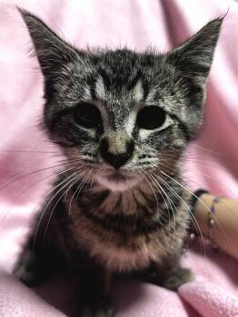 Harold -  Domestic Medium Hair Cat for Adoption in Jackson, Michigan - Harold | PetCurious