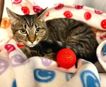 Peaches -  Domestic Short Hair Cat for Adoption in Lansing, Michigan - Peaches | PetCurious
