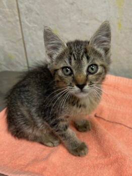 Potato -  Domestic Short Hair Cat for Adoption in Honolulu, Hawaii - Potato | PetCurious