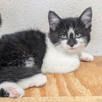 Domestic Short Hair Cats Available for Adoption in Prairie Du Chien, Wisconsin - Amelia | PetCurious