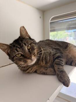 Mr. Pickles -  Domestic Short Hair Cat for Adoption in Truckee, California - Mr. Pickles | PetCurious