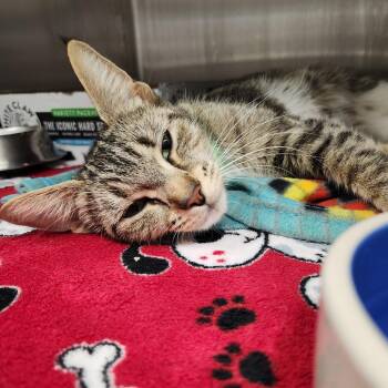 Poppy -  Domestic Short Hair Cat for Adoption in Fort Wayne, Indiana - Poppy | PetCurious