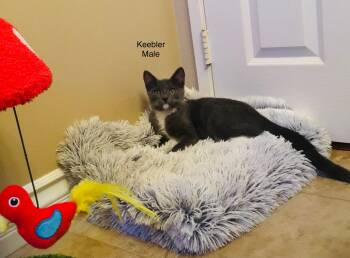 Keebler -  Domestic Medium Hair Cat for Adoption in Leona Valley, California - Keebler | PetCurious