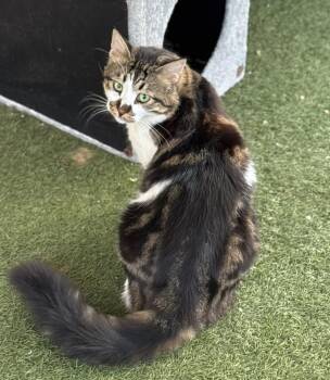 Jony -  Norwegian Forest Cat Cat for Adoption in Brampton, Ontario - Jony | PetCurious