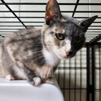 Domestic Short Hair Cats Available for Adoption in Columbus, North Carolina - Mina | PetCurious