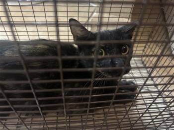 A656606 -  Domestic Short Hair Cat for Adoption in Houston, Texas - A656606 | PetCurious