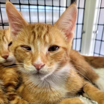 Joe -  Domestic Short Hair Cat for Adoption in Belfair, Washington - Joe | PetCurious