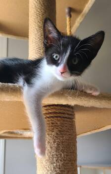 Domestic Short Hair Cats Available for Adoption in Buford, Georgia - Lynette | PetCurious