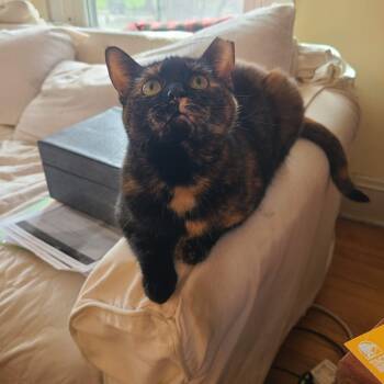 Domestic Short Hair Cats Available for Adoption in South Euclid, Ohio - Raisin - An Excellent Conversationalist!  | PetCurious