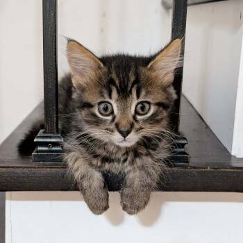 Rescue Domestic Medium Hair Cats for Adoption in Forest, Virginia - *Rhona | PetCurious
