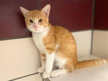 GRUMPY -  Domestic Short Hair Cat for Adoption in Fort Wayne, Indiana - GRUMPY | PetCurious