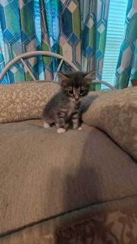 Soybean -  Domestic Medium Hair Cat for Adoption in North Brunswick Township, New Jersey - Soybean | PetCurious
