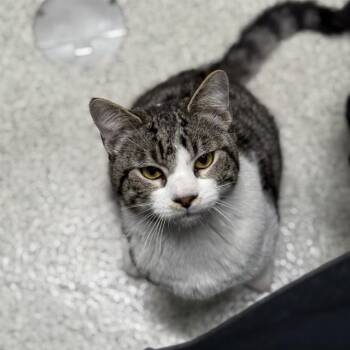 Domestic Short Hair Cats Available for Adoption - SCHEFFLERA | PetCurious