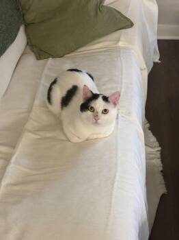 Milton -  Domestic Short Hair Cat for Adoption in Raleigh, North Carolina - Milton | PetCurious