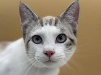 Xayden -  Domestic Short Hair Cat for Adoption in Portland, Oregon - Xayden | PetCurious