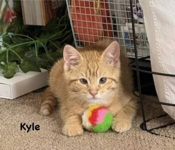 Kyle (The Qtown Parker Pack) -  Domestic Short Hair Cat for Adoption in Telford, Pennsylvania - Kyle (The Qtown Parker Pack) | PetCurious
