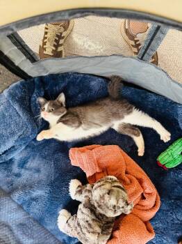 Rescue Domestic Short Hair Cats for Adoption in Chicago, Illinois - Ash | PetCurious