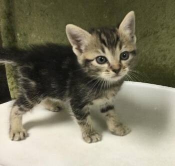 Domestic Short Hair Cats Available for Adoption in Riverside, California - MIC | PetCurious