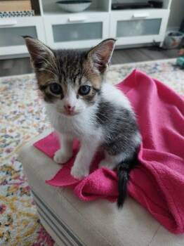 MR. BUTTONS -  Domestic Short Hair Cat for Adoption in Colorado Springs, Colorado - MR. BUTTONS | PetCurious
