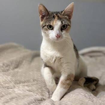 Clawdia -  Calico Cat for Adoption in Knoxville, Tennessee - Clawdia | PetCurious