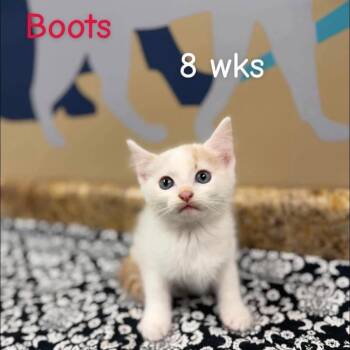 Boots in Manchester, MD -  Domestic Short Hair Cat for Adoption - Boots In Manchester, MD | PetCurious