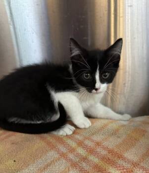 Rescue Domestic Short Hair Cats for Adoption in Brookings, South Dakota - Darby | PetCurious