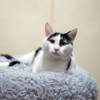 Dottie -  Domestic Short Hair Cat for Adoption in Gainesville, Georgia - Dottie | PetCurious