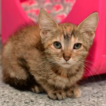 Funnel Cake -  Domestic Short Hair Cat Available for Adoption in Ottawa, Kansas - Funnel Cake | PetCurious