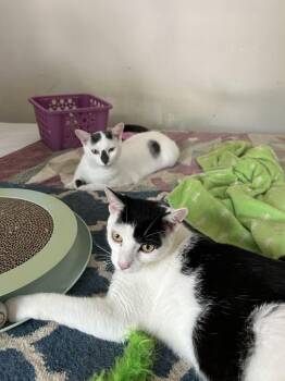 AFF Furever Fosters Armani, Burberry, Panther & Polly  -  American Shorthair Cat Available for Adoption - AFF Furever Fosters Armani, Burberry, Panther & Polly  | PetCurious